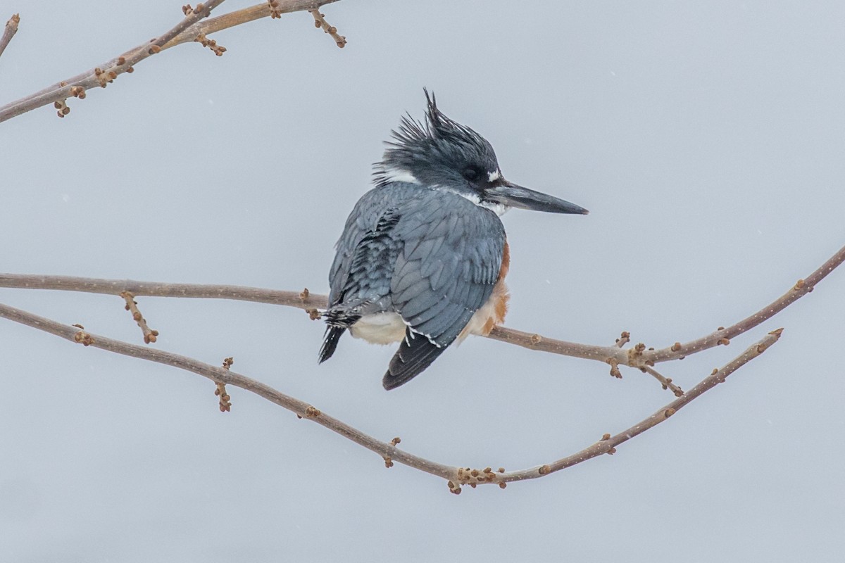 Belted Kingfisher - ML529693261