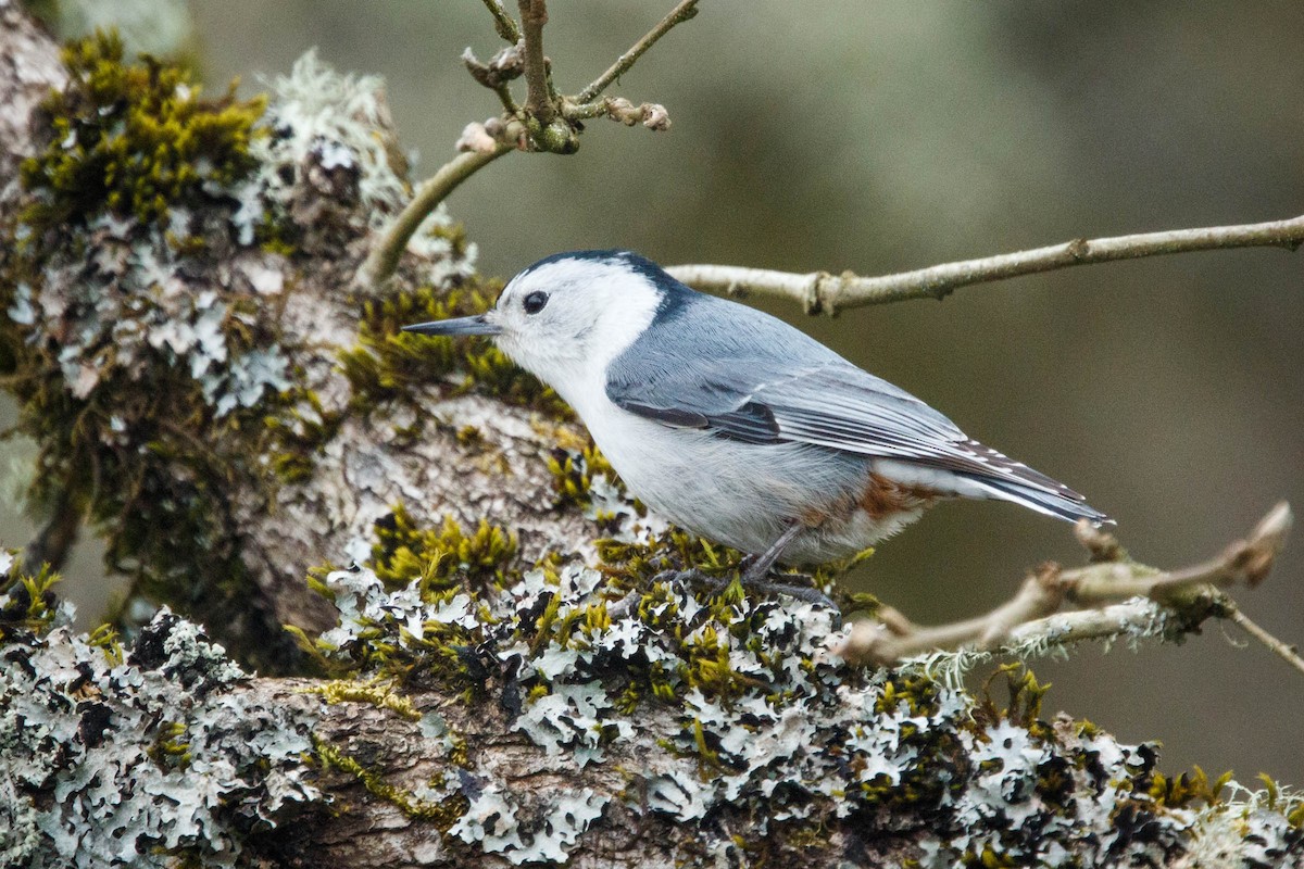 White-breasted Nuthatch - Jonathan Ley
