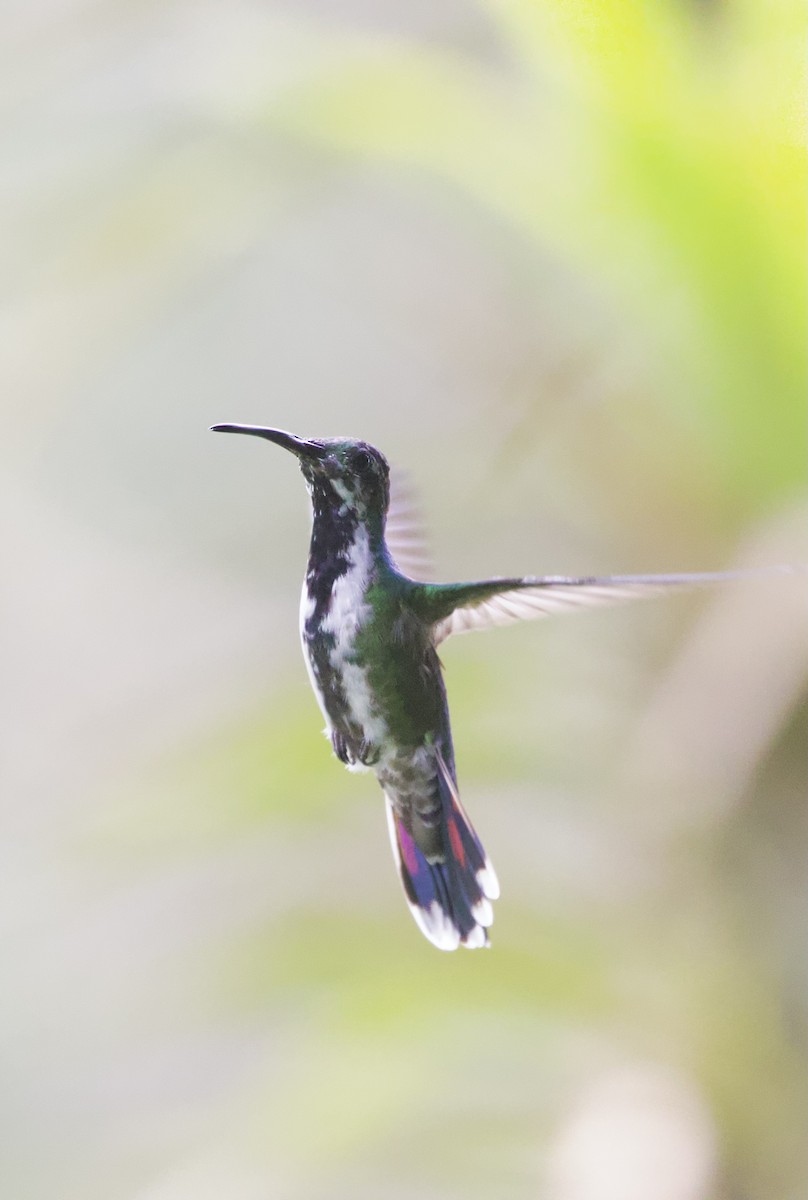 kolibřík lesklý - ML529696691