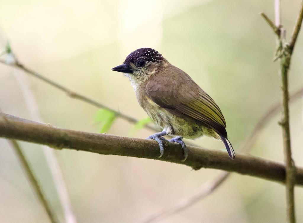 Olivaceous Piculet - ML529698271
