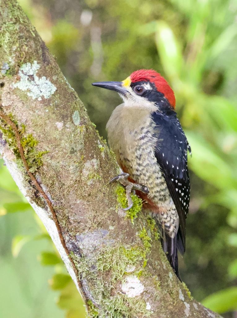 Black-cheeked Woodpecker - ML529698411