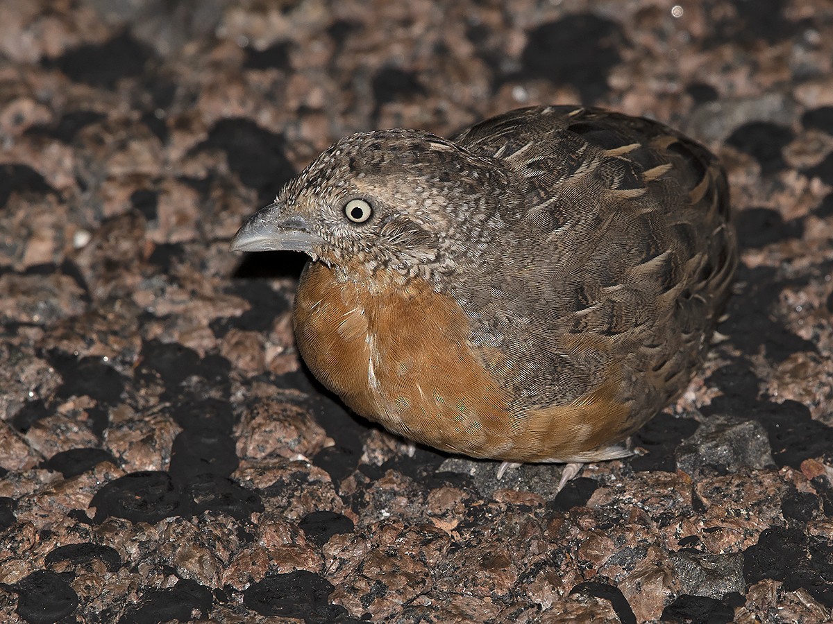 Red-chested Buttonquail - ML529698431