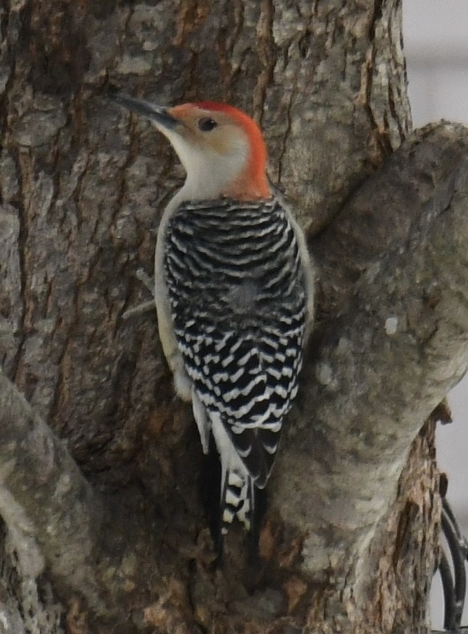 Red-bellied Woodpecker - ML529698951