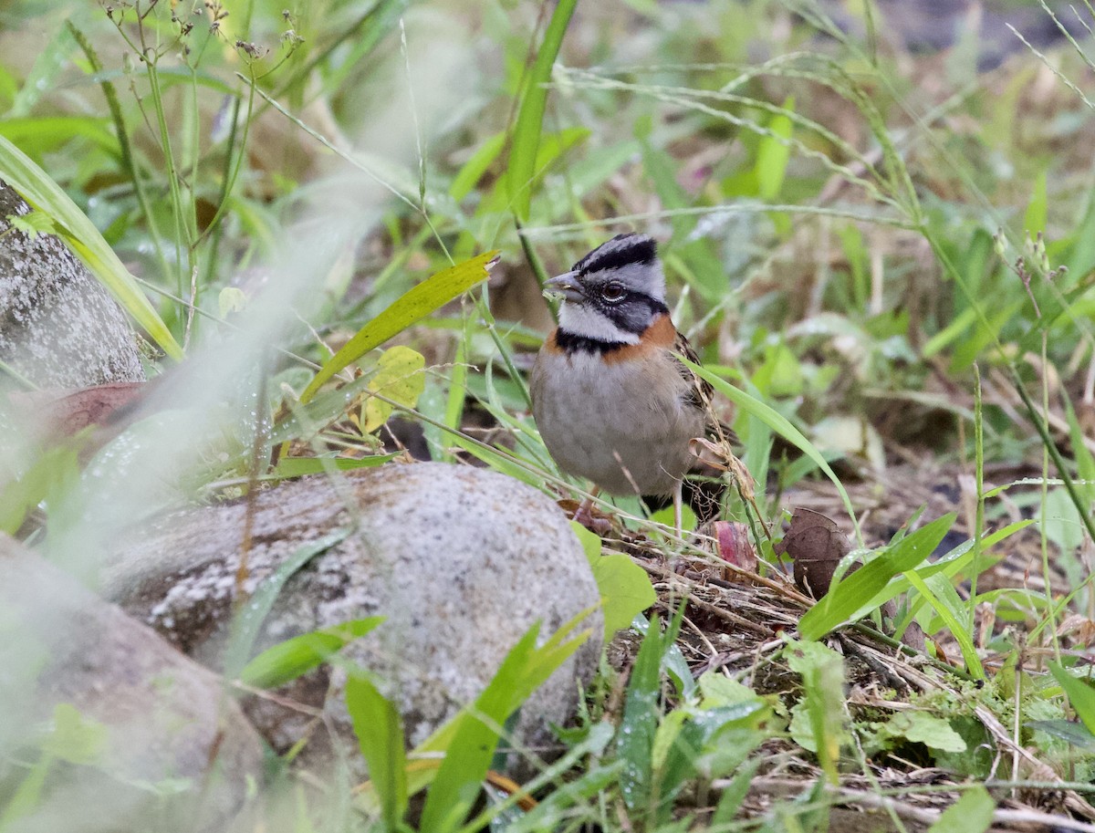 Rufous-collared Sparrow - ML529700421