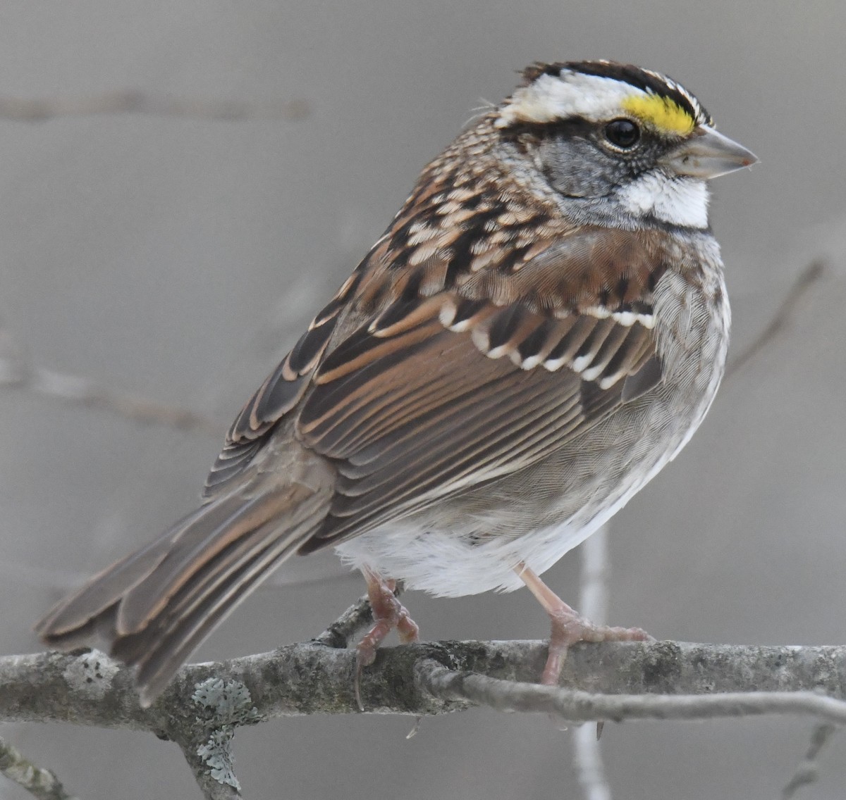 White-throated Sparrow - ML529701301