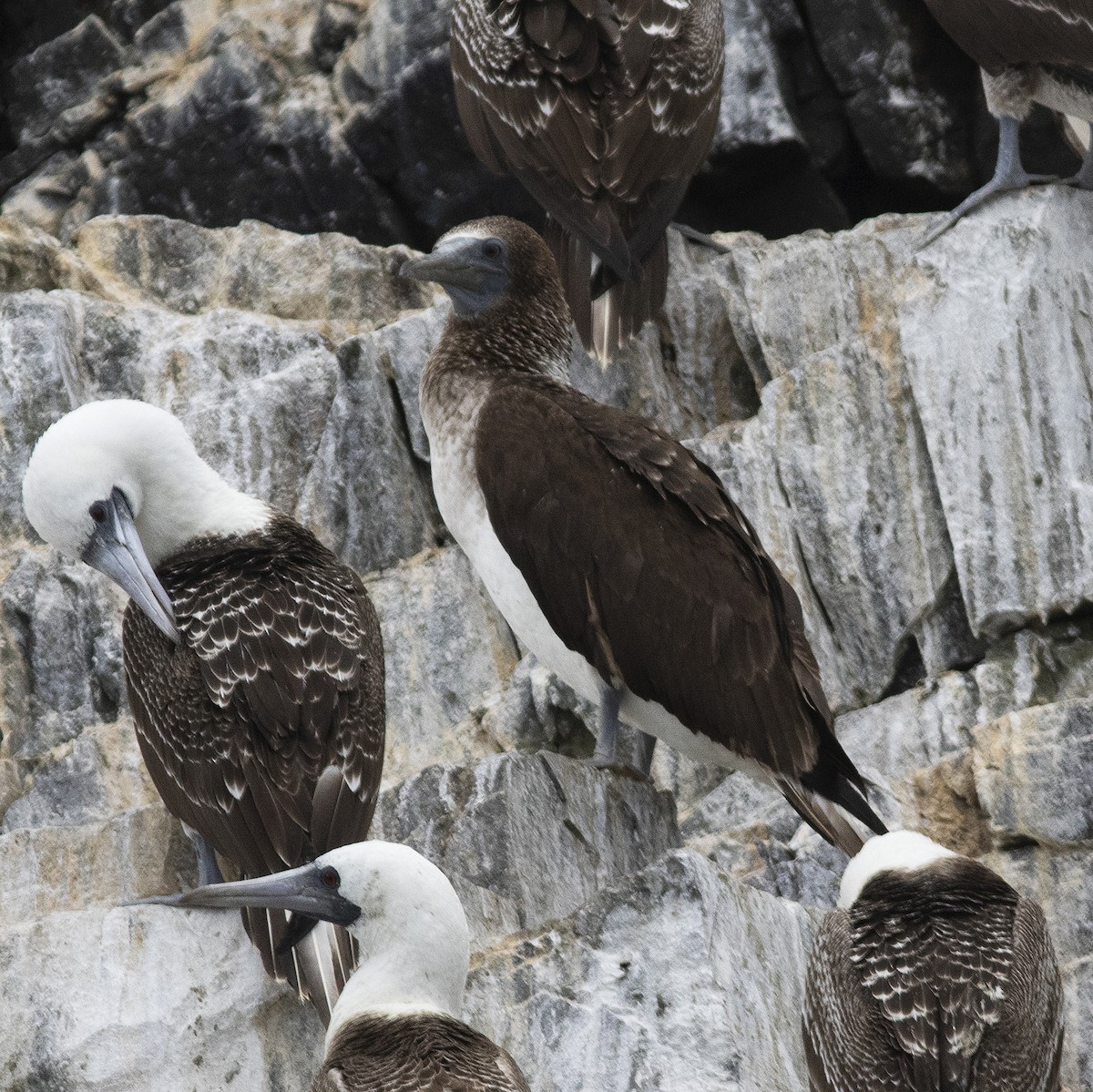 Blue-footed Booby - ML529702861