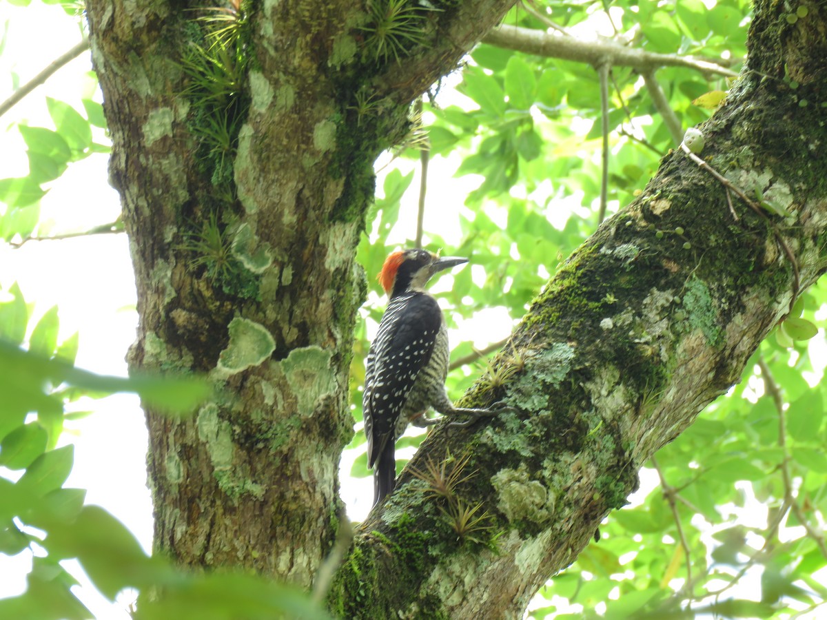 Black-cheeked Woodpecker - Edison🦉 Ocaña