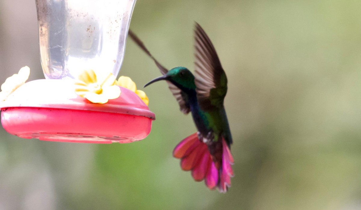 kolibřík lesklý - ML529703001