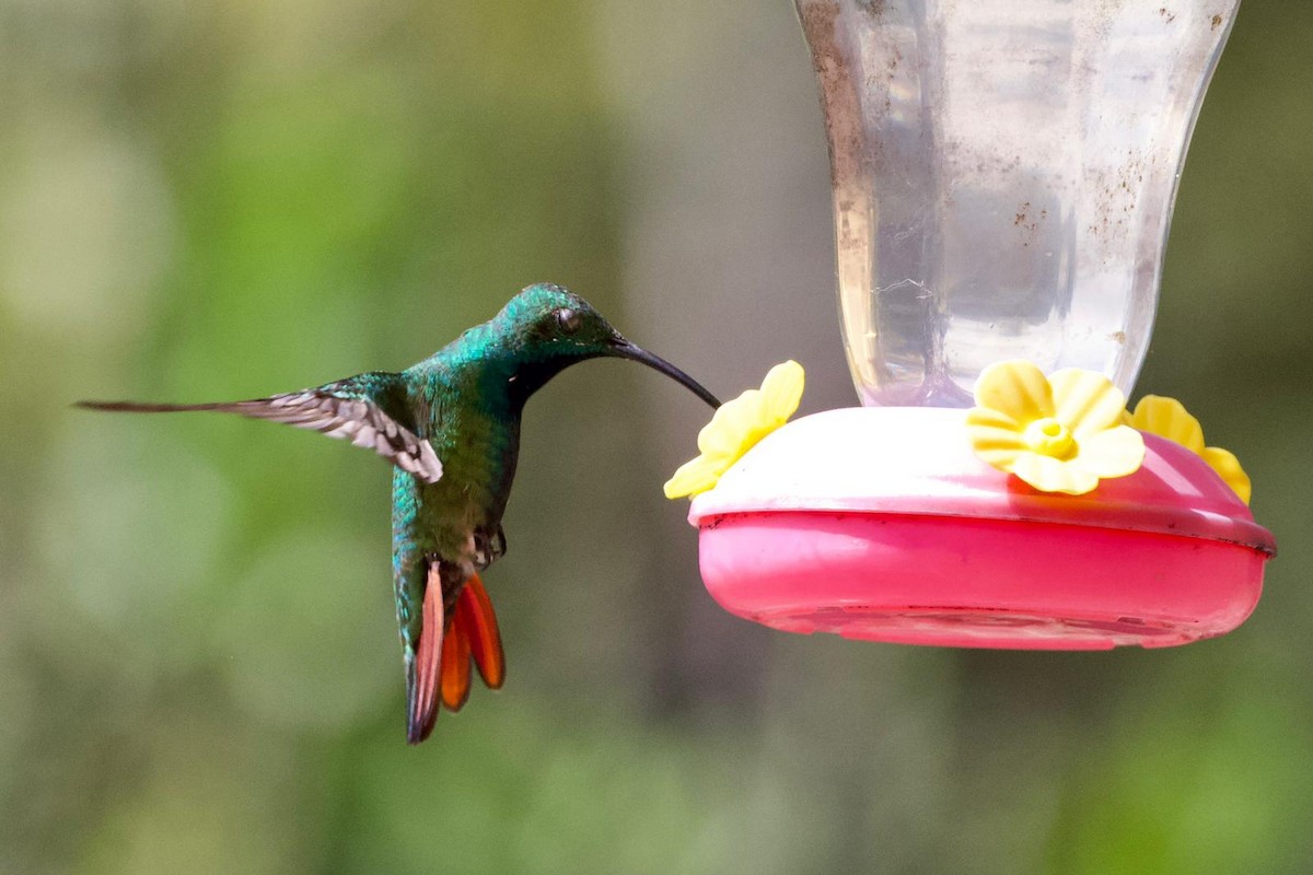 kolibřík lesklý - ML529703011