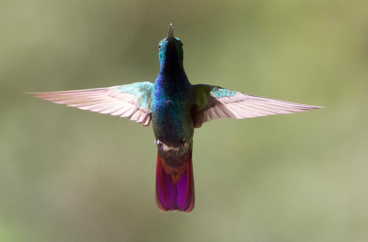kolibřík lesklý - ML529703021