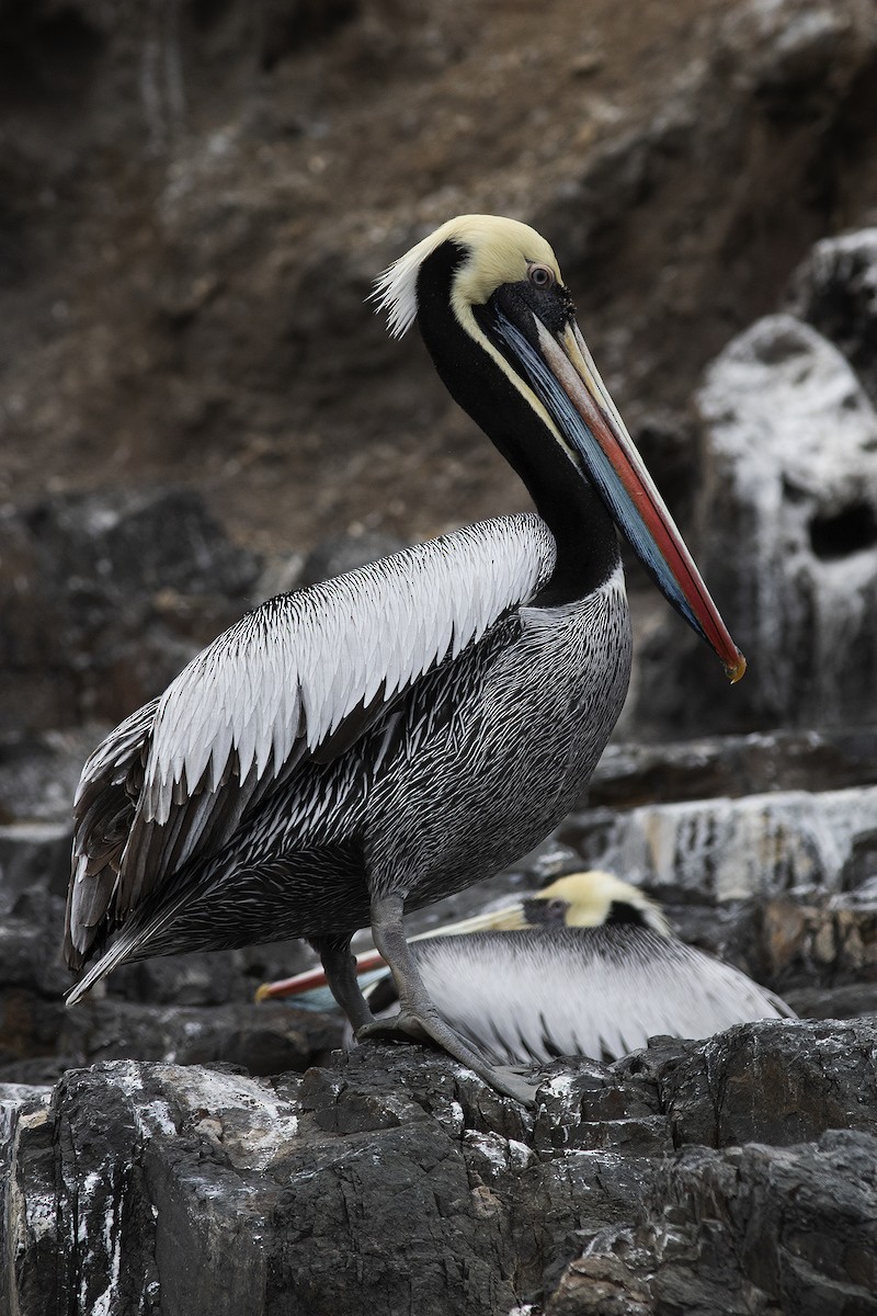 Peruvian Pelican - ML529703351