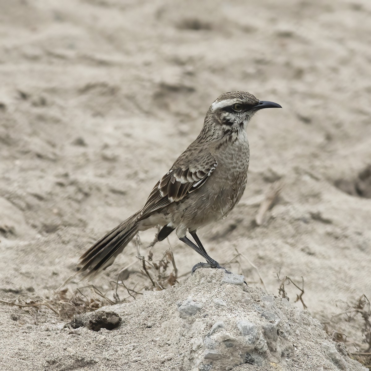 Long-tailed Mockingbird - ML529704061