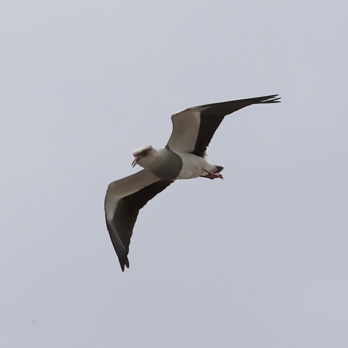 Andean Lapwing - ML529706141