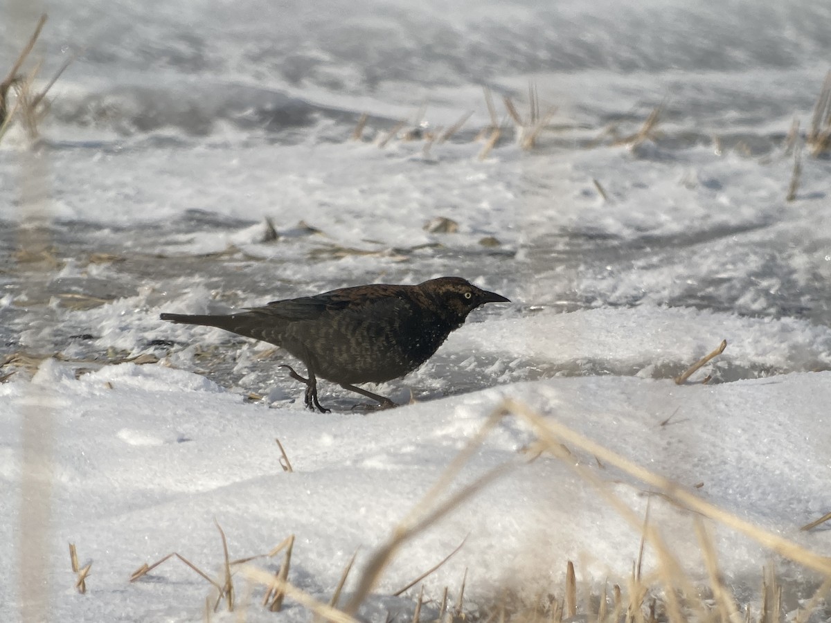 Rusty Blackbird - ML529707821