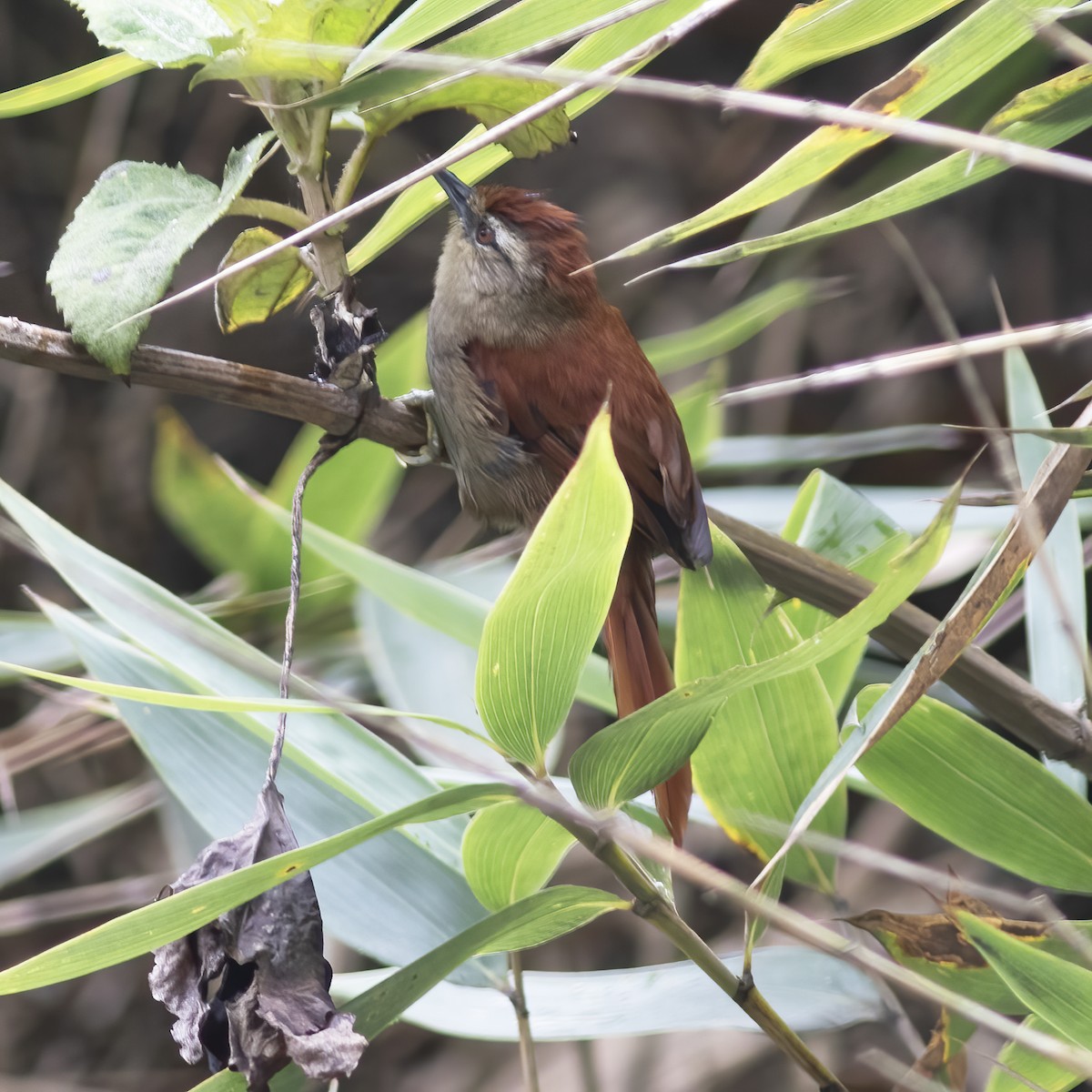 Marcapata Spinetail - ML529708431