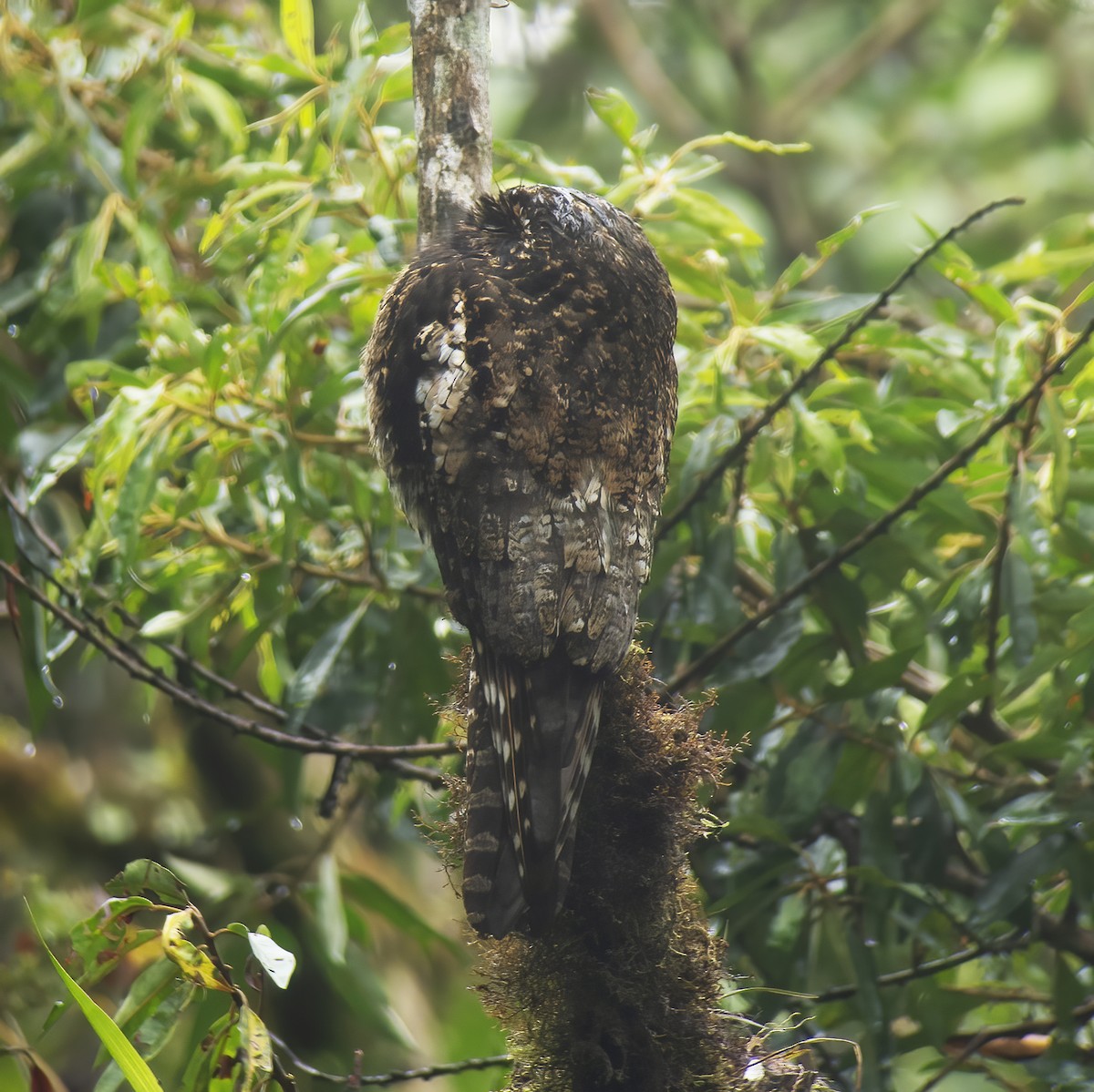 Andean Potoo - ML529710491