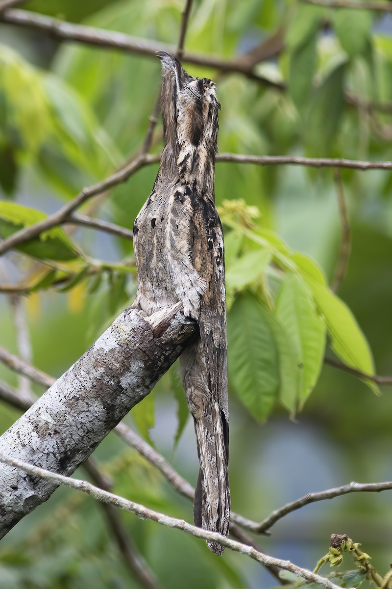 Common Potoo - Gary Rosenberg