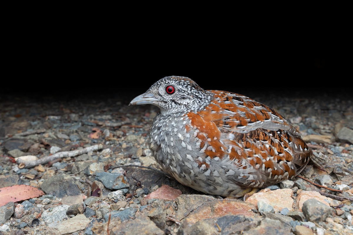 Painted Buttonquail - ML529713441