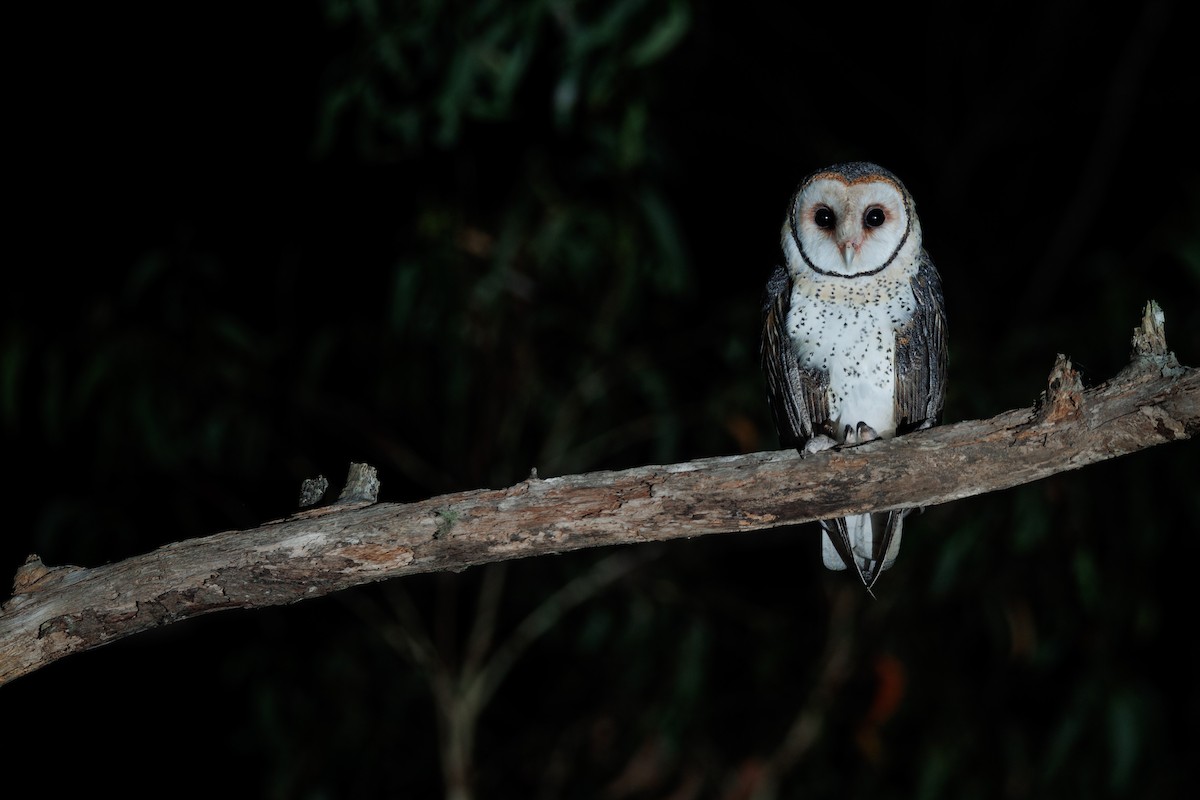 Australian Masked-Owl - ML529713491