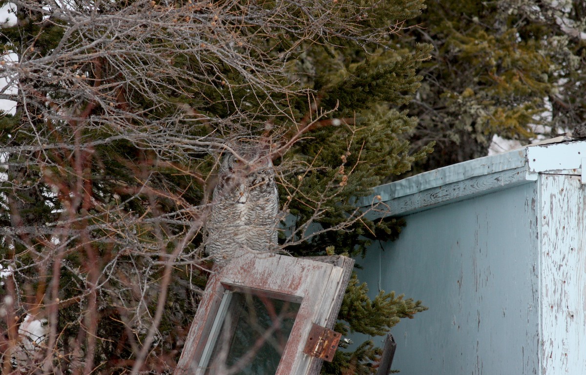 Great Horned Owl - ML52971421