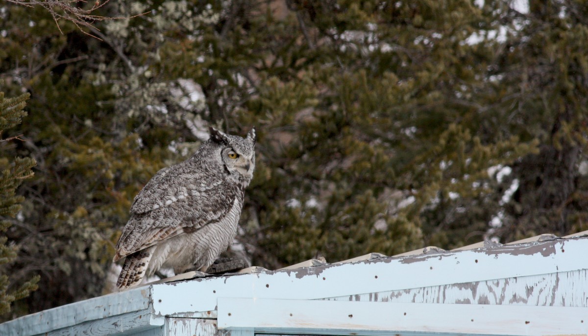 Great Horned Owl - ML52971451