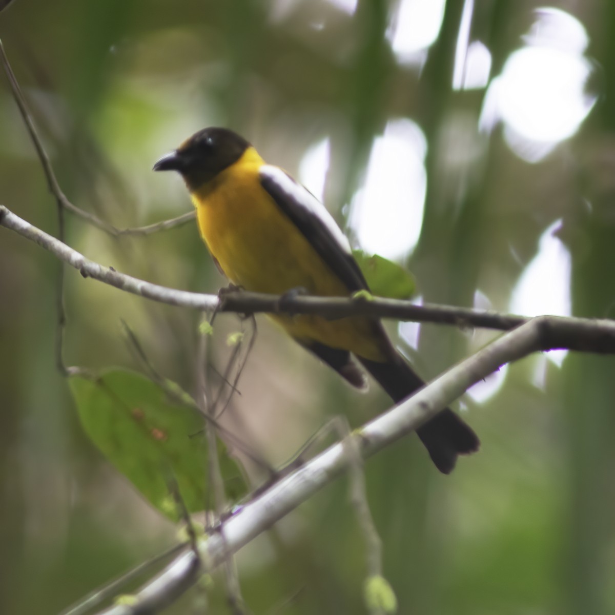 White-winged Shrike-Tanager - Gary Rosenberg