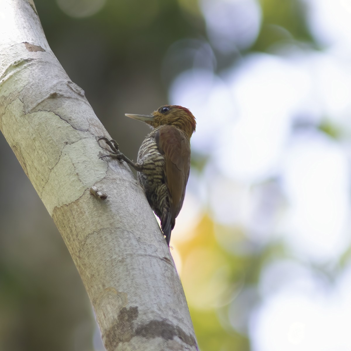 Red-stained Woodpecker - ML529715481