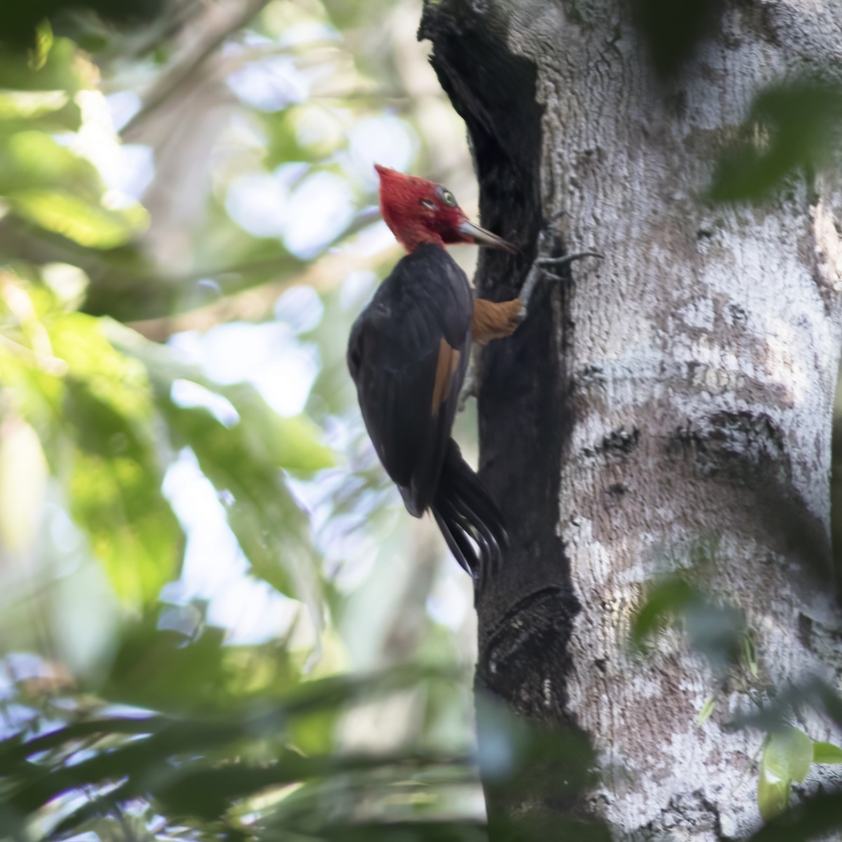 Red-necked Woodpecker - ML529715741
