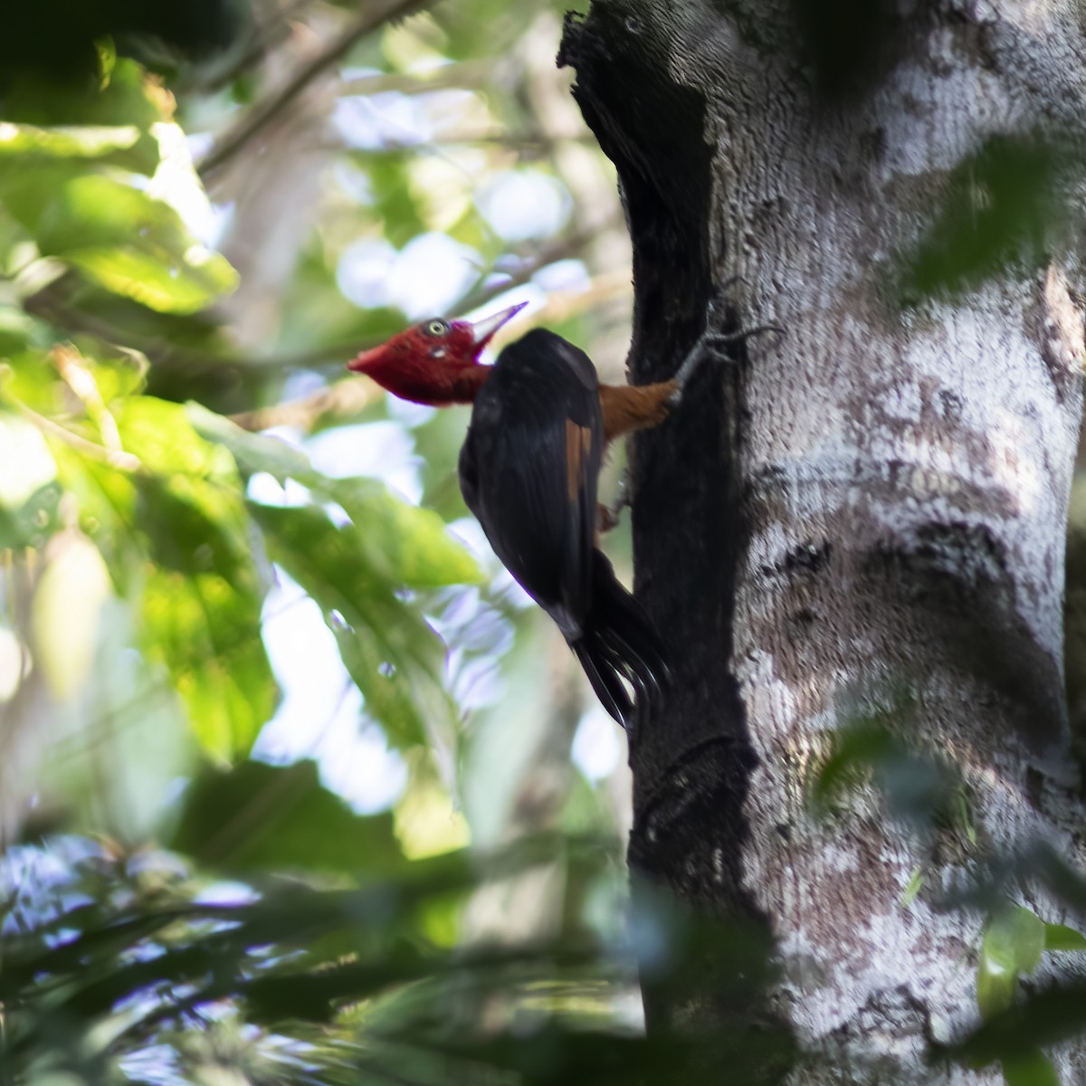 Red-necked Woodpecker - ML529715751