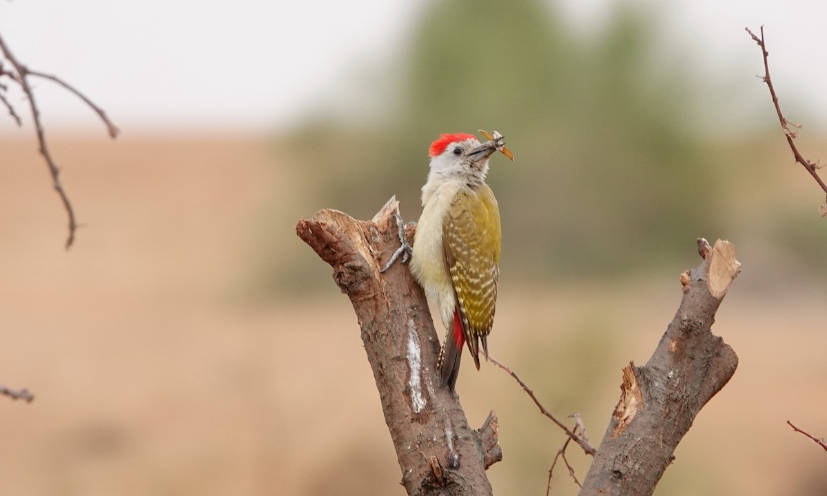 African Gray Woodpecker - ML529716341