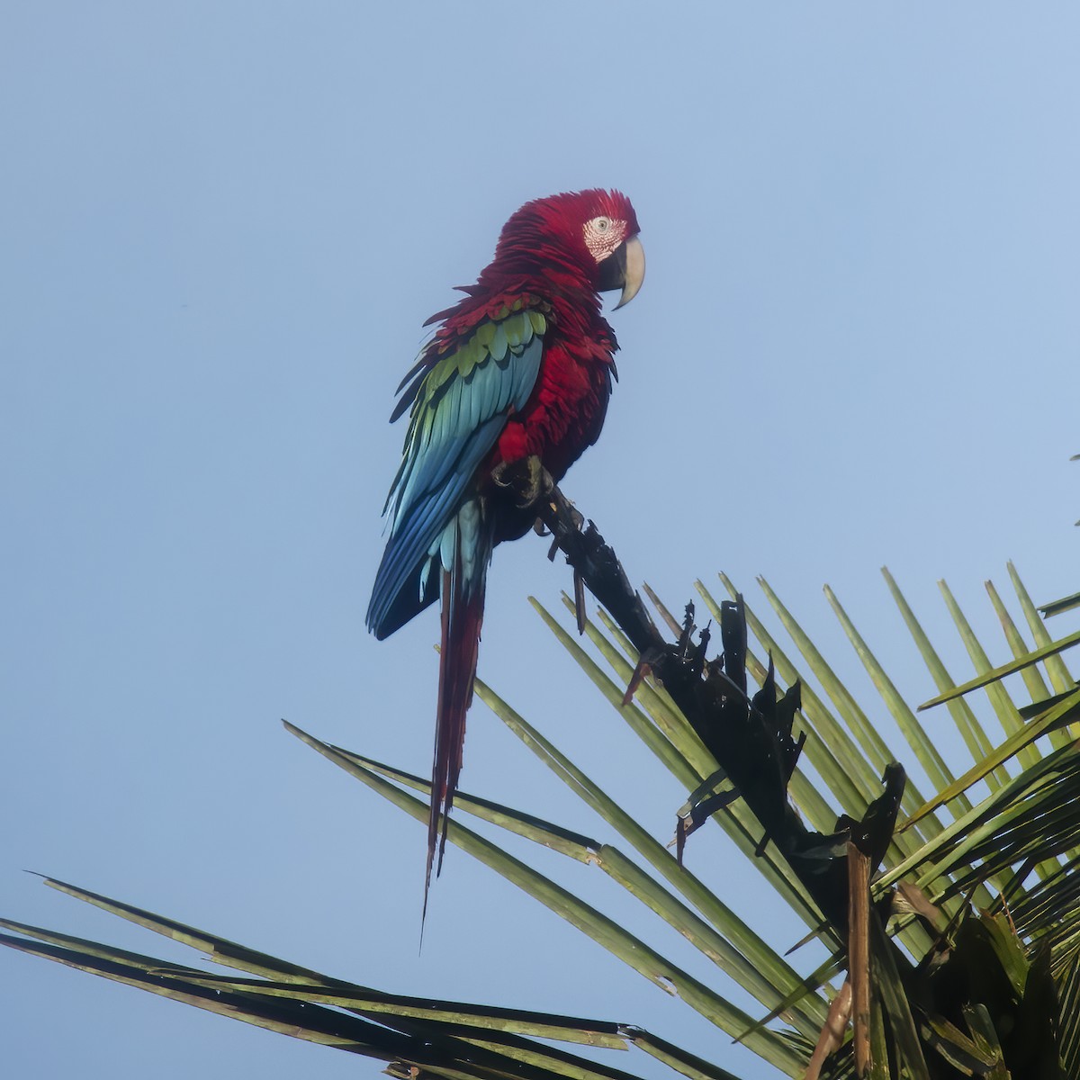 Red-and-green Macaw - ML529717831