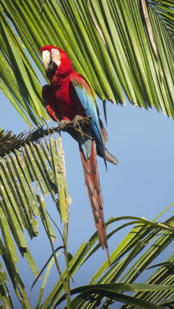 Red-and-green Macaw - ML529717841