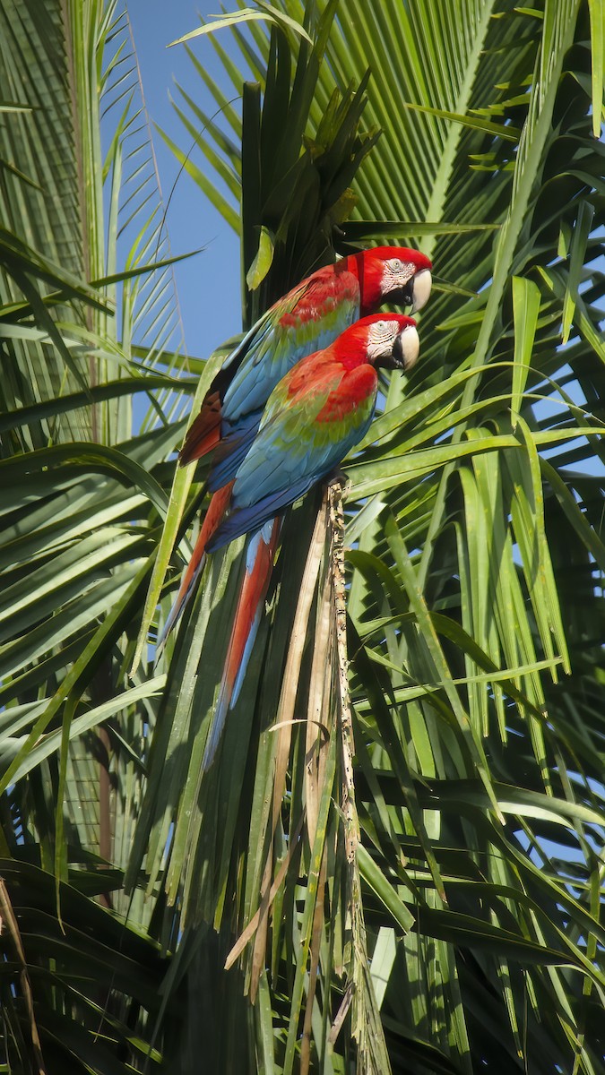 Red-and-green Macaw - ML529717851