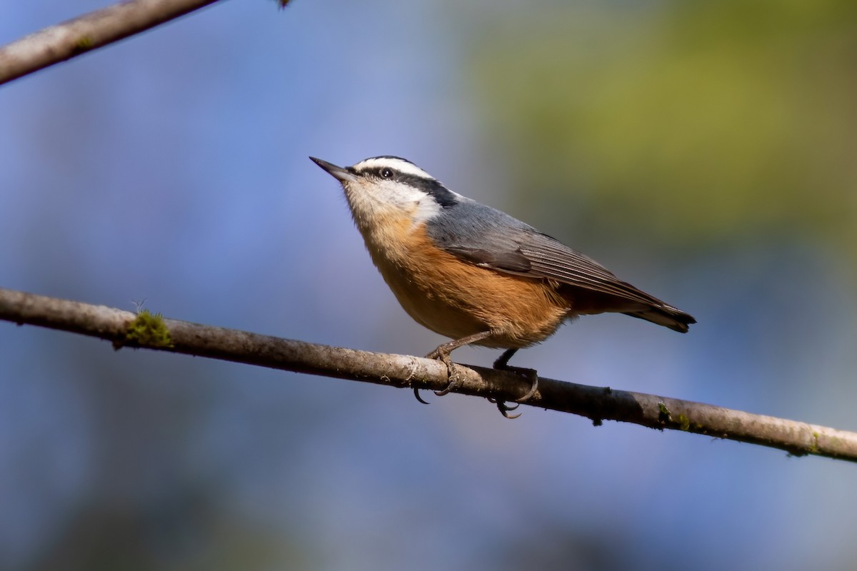 Red-breasted Nuthatch - ML529719241