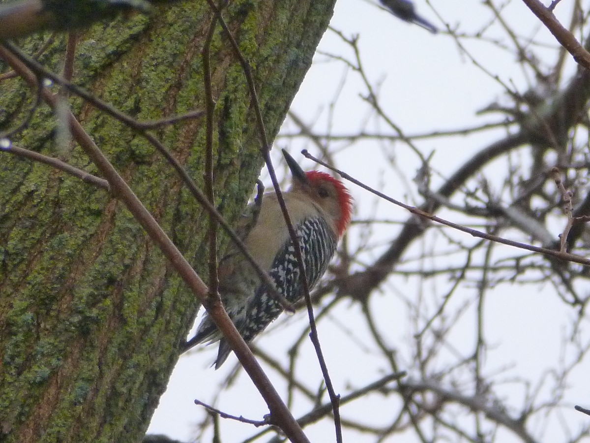 Red-bellied Woodpecker - R Green