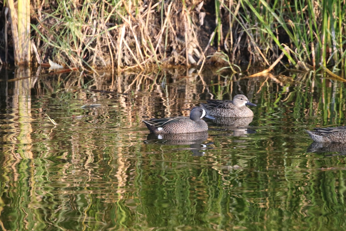 Blue-winged Teal - ML529721741