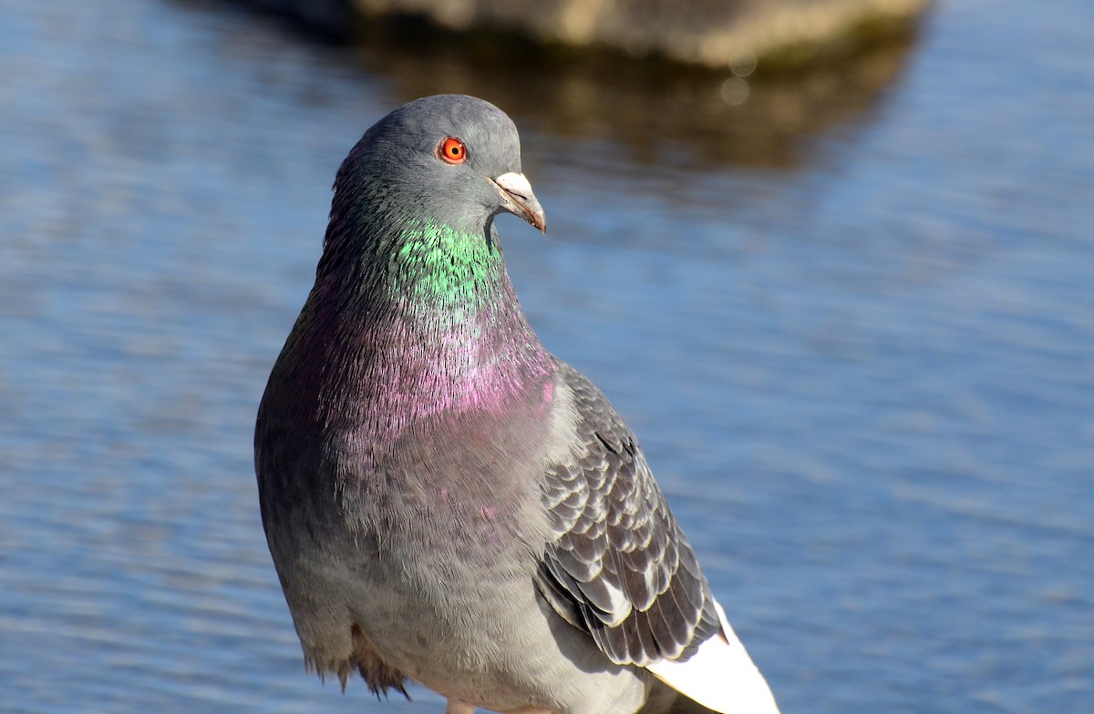 Rock Pigeon (Feral Pigeon) - ML52972281