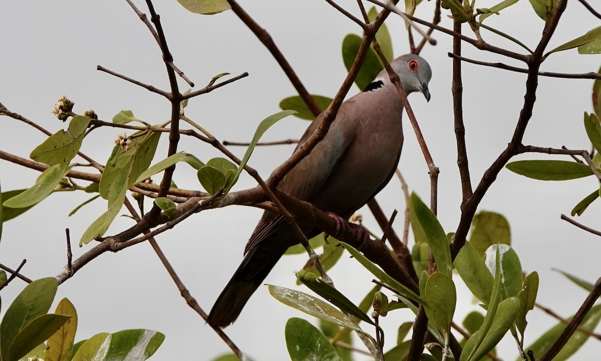 Mourning Collared-Dove - ML529727221