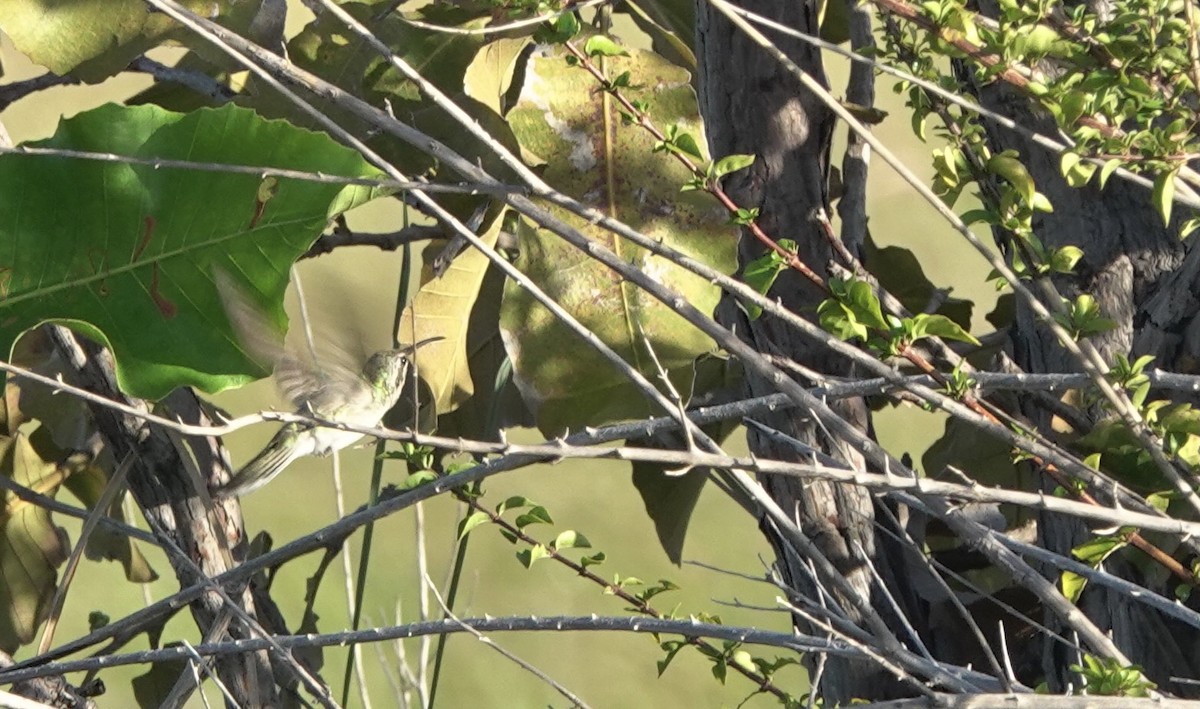 White-tailed Goldenthroat - ML529728591
