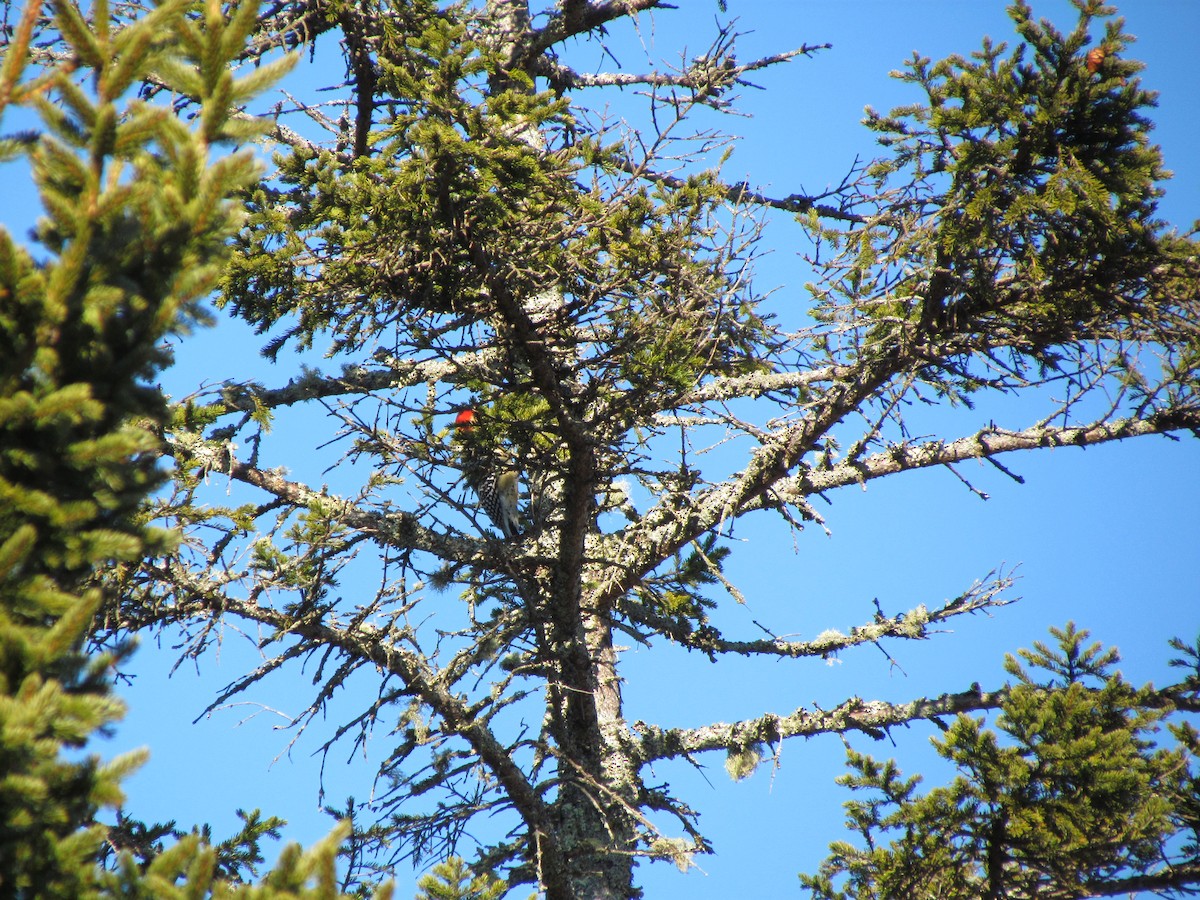 Red-bellied Woodpecker - ML529730641