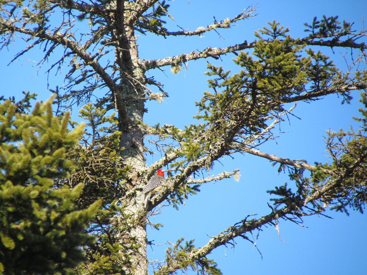 Red-bellied Woodpecker - ML529730651