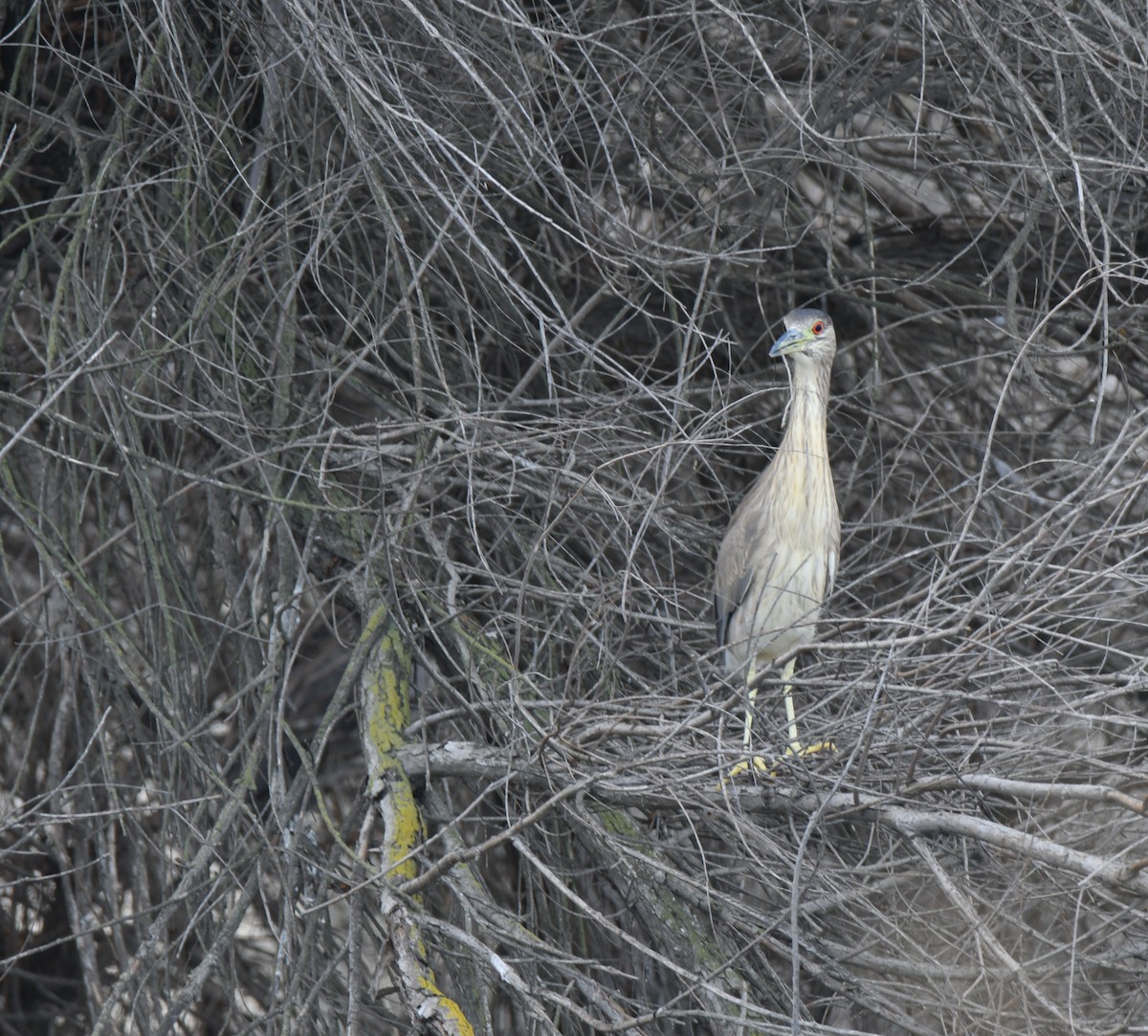 Black-crowned Night Heron - ML529732931