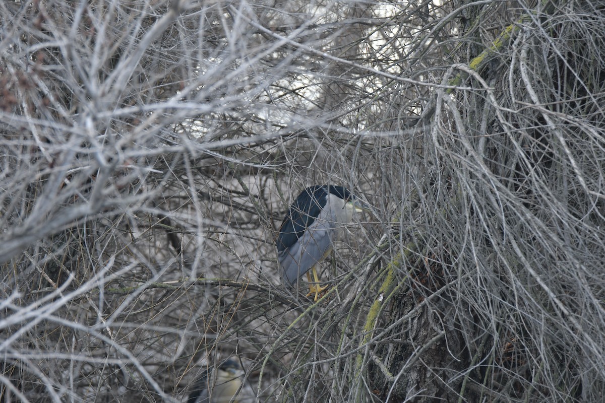 Black-crowned Night Heron - ML529732961
