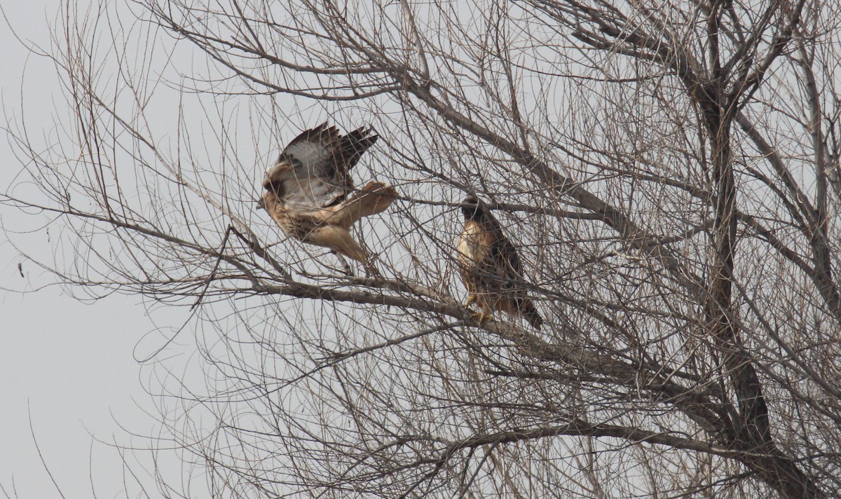 Red-tailed Hawk - ML529733041