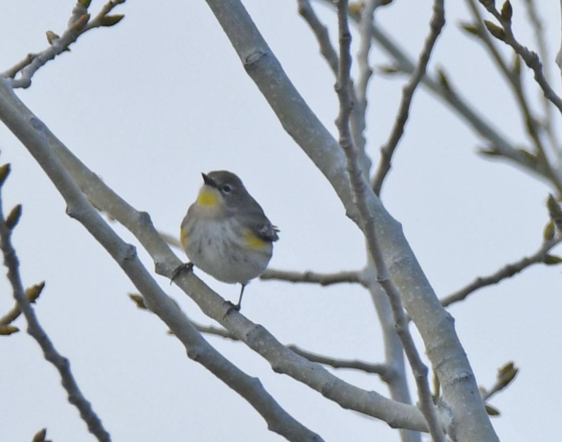 Yellow-rumped Warbler (Audubon's) - ML529733111