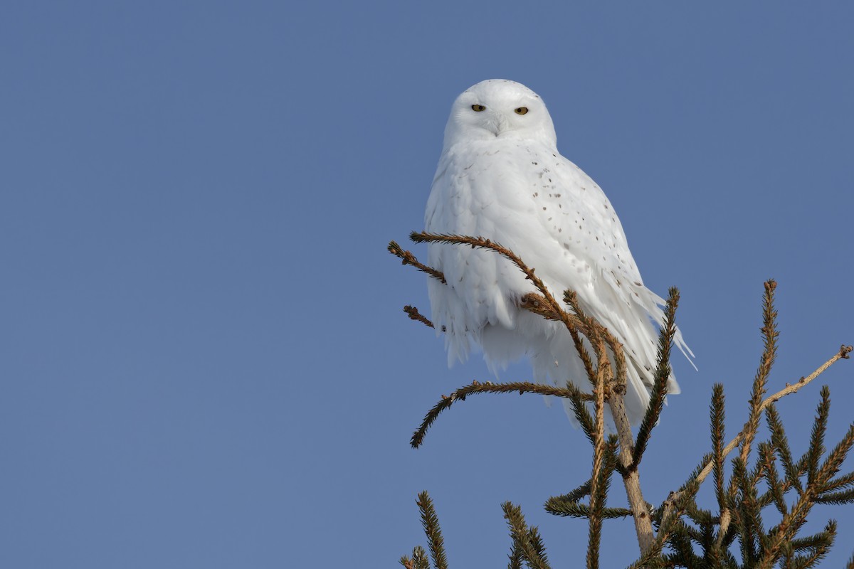 Snowy Owl - ML529734471
