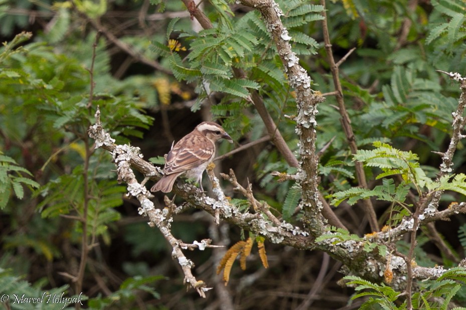 Yellow-throated Bush Sparrow - Marcel Holyoak