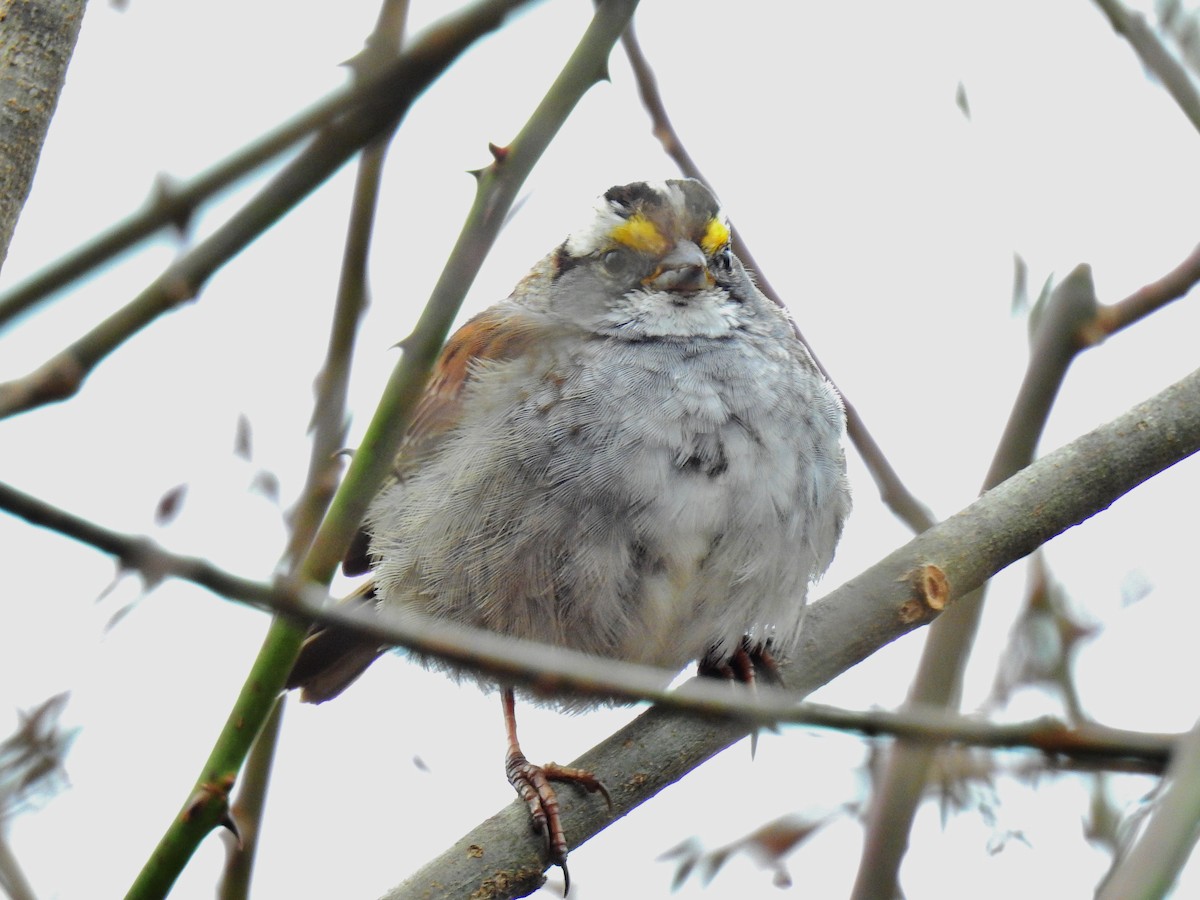 White-throated Sparrow - ML52973481