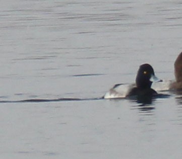 Greater/Lesser Scaup - ML529735571