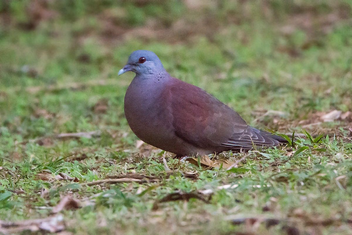 Malagasy Turtle-Dove - Miguel Rouco